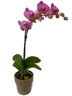  Single Purple Phalaenopsis Orchid from Sharon Elizabeth's Floral Designs in Berlin, CT