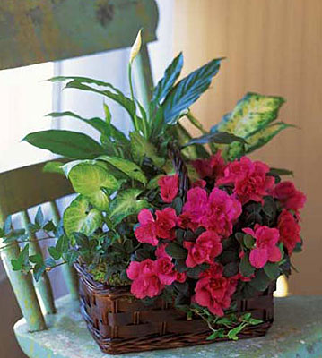 Get Well Garden Basket from Sharon Elizabeth's Floral Designs in Berlin, CT