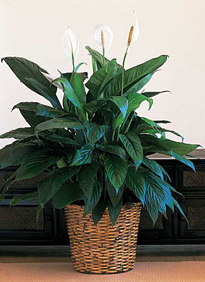 Large Spathiphyllum Plant from Sharon Elizabeth's Floral Designs in Berlin, CT