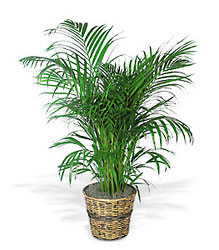 Areca Palm from Sharon Elizabeth's Floral Designs in Berlin, CT