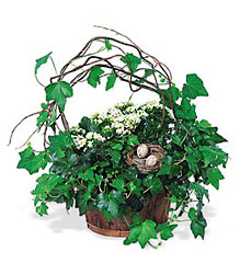 Kalanchoe and Ivy Basket from Sharon Elizabeth's Floral Designs in Berlin, CT