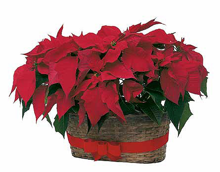 Double Poinsettia Basket from Sharon Elizabeth's Floral Designs in Berlin, CT