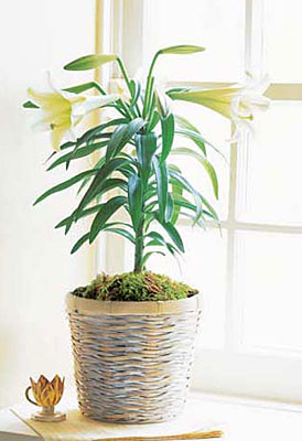 Easter Lily Plant from Sharon Elizabeth's Floral Designs in Berlin, CT